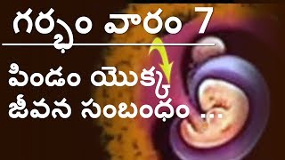 Pregnancy | Telugu | Week 7  | గర్భం | వారం 7