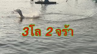 ยกยอEp 698 ปลากราย  3โล2 Sukhothai style