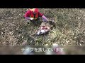 【閲覧注意】エゾシカ 忍び猟 解体　2020.03 鹿猟 slaughter a deer