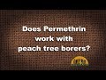 Q&A – Does permethrin work with peachtree borers?