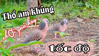 Víp mồiC1 và bổi thổ âm khủng tốc độ chơi quá hay tơ đẹp ae xem vui clip413