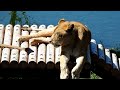 バス通路閉鎖中　lions blocking the passage of the bus　〜 lion ライオン 〜　～ 多摩動物公園 ～