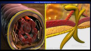 Locomotion in an earthworm