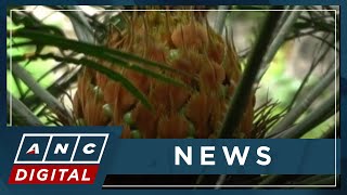 Plant species originating from prehistoric era blooms inside Masungi Georeserve | ANC