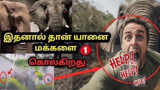 Fact about Elephant | யானையை பற்றிய தகவல்கள் | onlyonetamil