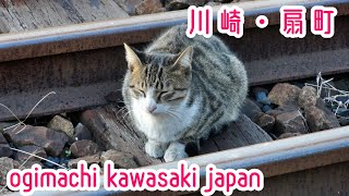 【猫が住む駅】鶴見線・扇町駅（川崎）station with many cats Kawasaki Ogimachi Tsurumi Line 2019.12