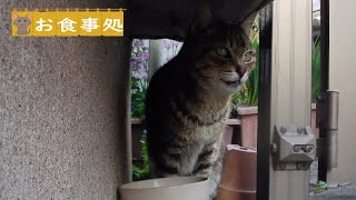 僕、危なかったんだね。　野良猫アメショちゃん　Stray cat　Restaurant