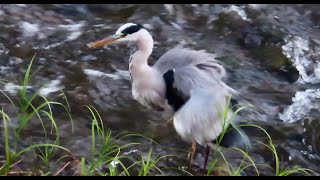 アオサギ１調布地区 2024 10 22 #アオサギ #野鳥 #birds #wildlife #nature #自然観察ぶらり散歩