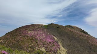 一面のミヤマキリシマ三俣山/長者原から三俣山周回コース#50