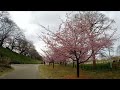 【vlog】権現堂桜堤 《河津桜》埼玉県幸手市高須賀 2023.03.05