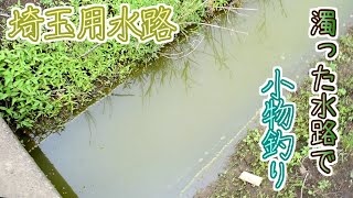 緑色に濁った用水路で小物釣りをしよう！【埼玉用水路】｜Micro Fishing