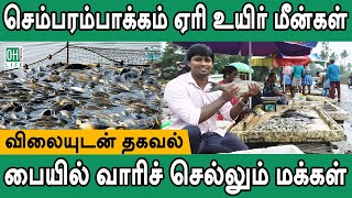 Chembarambakkam Fish Market | செம்பரம்பாக்கம் உயிர் மீன்கள்