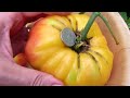 how to grow large 1 2 pound and record heirloomtomatoes