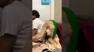 Yh ladki sofa phadegi pka 😂 #shorts #ytshorts #shortsvideo #videoshorts #funnydogs #puppylove #fun