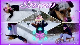 Lustige Hunde Schnee Fails ☃️ und Schlitten fahren 🛷 Johanna Sophie