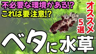 ベタに水草ってどうなの？おすすめの水草５選も紹介【ベタ初心者】