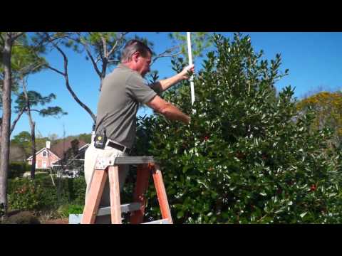 Pruning Stevens Holly Trees In the Yard with Gary Alan Pruning Stevens Holly Trees In the Yard with Gary Alan