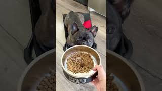 Best food for Frenchies #bullymax #dogfood #bullymaxfood #BestDogFoodForFrenchies #bestdogfoodandsup