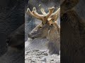 discovering north america s elk diversity 🦌 elksubspecies wildlifefacts