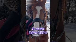 【引退競走馬】ターボさんと雪遊び