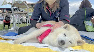 スウェーデン式マッサージ初体験の柴犬、あまりの気持ちよさにとろける