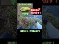 エリアトラウト 管理釣り場 釣り堀 ハートデザイン 忍野フィッシングエリア　 釣り fishing 大物釣り すそのフィッシングパーク 巨大魚