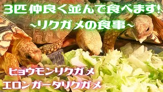 3匹仲良く並んで食べます！　〜リクガメの食事〜　ヒョウモンリクガメ・エロンガータリクガメ