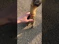 トントン　　 猫　 猫のいる暮らし　 shorts