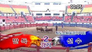 #청도소싸움 19년 36회차 1일차 2경기 만득 vs 선수