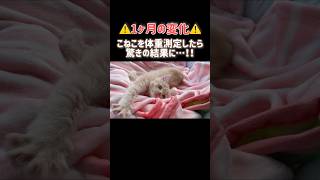 【ビックリ】子猫の1ヶ月の体重変化がすごすぎた結果… #ほごねこ