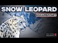 Snow leopard Documentary