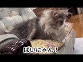 【仲良し⁉︎】生後9ヶ月のノルウェージャンフォレストキャットの兄弟💖