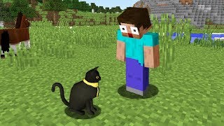 Sir Meows A Lot In Real Life 2 - making sir meows a lot a roblox account