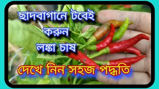 ছাদবাগানে টবেই হবে লঙ্কা চাষ,দেখুন সহজ কৌশল #chilli-cultivation-care#viralvideo#millionviews-rooftop