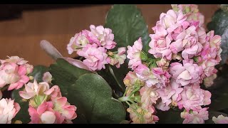 How To Keep My Kalanchoe Blossfeldiana Happy | Care Tips And What To Avoid | Bida Plantliner