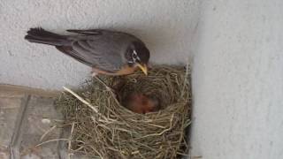 Robin Bird Nest Eggs Hatched and Baby Starlings On Front Porch Father Visits and Feeds.wmv