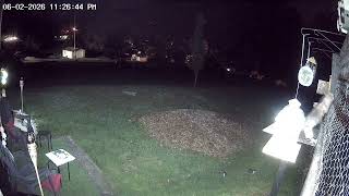 Wild After Dark: Backyard Camera Catches a Busy Night