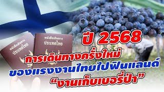 อัพเดทล่าสุด ฤดูกาลปี 2568 | การเดินทางครั้งใหม่ของแรงงานไทย | งานเก็บเบอรี่ป่าฟินแลนด์