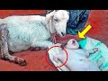 Goat Gave Birth To A Human Baby? Farmer Is Shocked To Find The Baby Next To Goat!