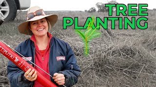 PLANTING 500 TREES WITH A POTTIPUTKI | A day of planting trees with landcare on the farm.