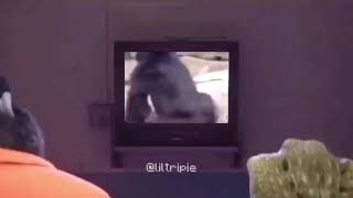 Sing gorilla meme