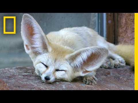 Do Fennec foxes have good hearing?