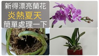 美麗的蝴蝶蘭新入手，處理方法簡單穩當30/7/2022