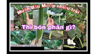 Muốn Bầu Mướp nhiều trái thì bón phân gì? Cách nhận biết Bầu Mướp thiếu phân