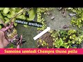 Champra thuna panba pamladi sumai sembiyu || Lemon Airlayering || Manipur