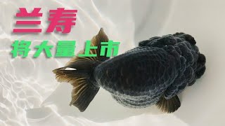 鱼缸能养几条兰寿？教你学会计算，精品兰寿很快大量上市了