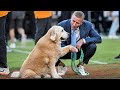 Kirk Herbstreit announces the death of his service dog, Ben, beloved for crashing football broadcast