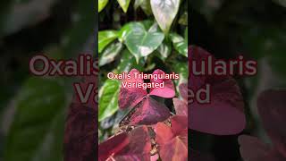 Other Plant Series - Oxalis Triangularis Variegated 2 I PlantFactory