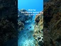 I show you the best diving in Mexico. come and dive with me and see turtles, sharks, rays and more