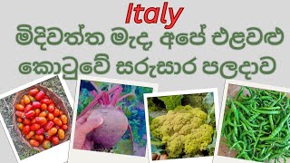 ඉතාලියේ අපේ වගාව 😯 vegitable harvesting in Italy 🇮🇹 ඉතාලියේ ලස්සනම උයනක අපේ ජීවිතේ